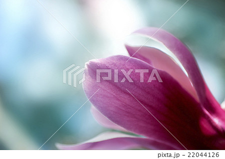 春のかおり 22044126