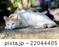 のらねこ 22044405