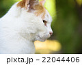 のらねこ 22044406