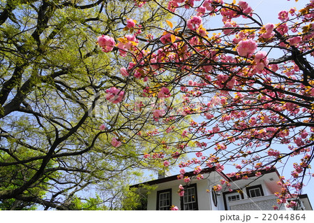 4月都市風景1232八重桜と洋館･元町公園前 22044864