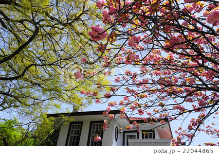 4月都市風景1233八重桜と洋館・元町公園前 4月都市風景1233八重桜と洋館・元町公園前 22044865