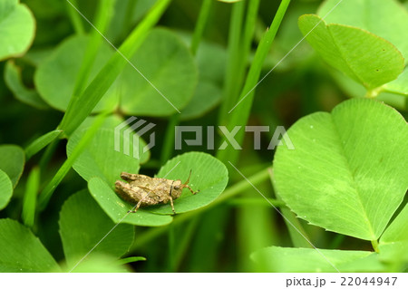 クローバーの葉の上に乗っているハラヒシバッタ 22044947
