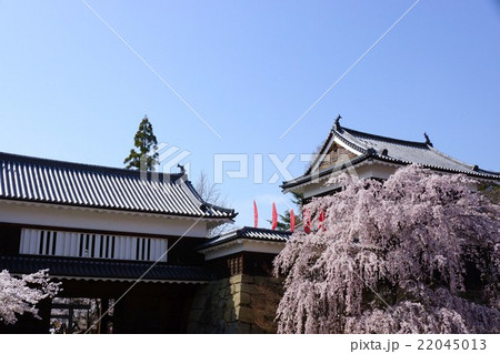 真田丸元城 春の信州上田城(真田城) 真田丸元城 春の信州上田城(真田城) 22045013