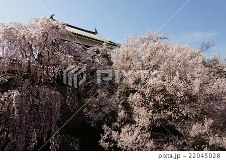 真田丸元城 春の信州上田城(真田城) 真田丸元城 春の信州上田城(真田城) 22045028
