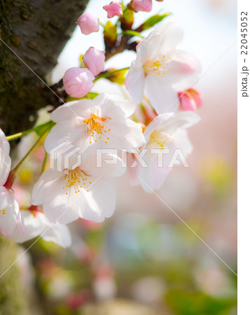 桜 22045052