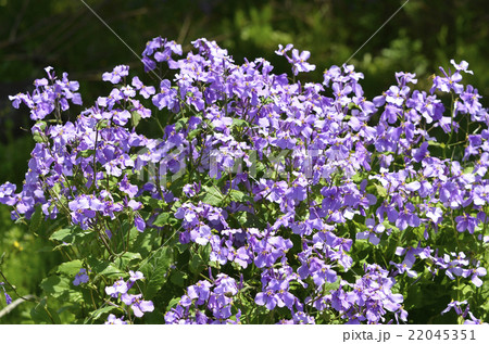 ムラサキハナナ(紫花菜) ムラサキハナナ(紫花菜) 22045351