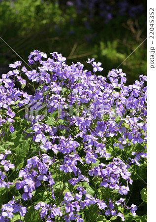 ムラサキハナナ(紫花菜) ムラサキハナナ(紫花菜) 22045352