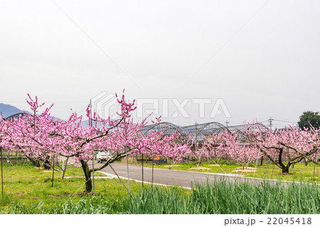 桃の花 22045418