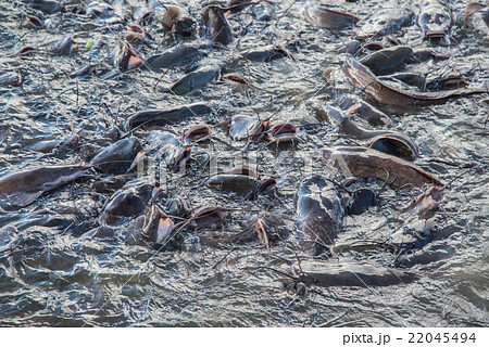 Soft and blur striped catfish in the river Soft and blur striped catfish in the river 22045494