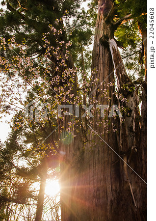 えんむすび桜 22045608