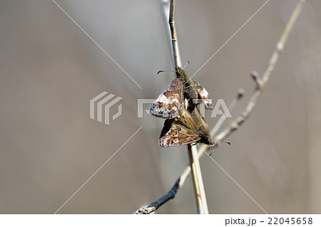 ミヤマセセリ交尾 22045658