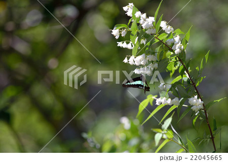 ミツバウツギで吸蜜のアオスジアゲハ 22045665