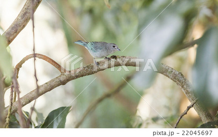 Blue Bird Blue Bird 22045697