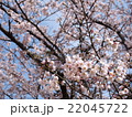 桜満開 22045722