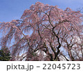 満開の桜 22045723