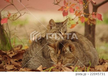 猫の親子の秋 22045731
