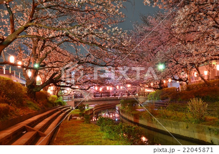 元荒川の夜桜 22045871