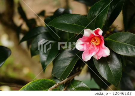 ツバキ　胡蝶侘助 22046232