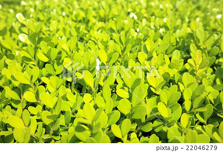 春のセイヨウツゲ 春のセイヨウツゲ 22046279