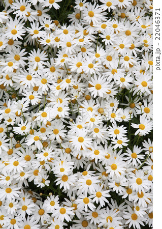 マーガレット満開縦位置引き俯瞰 マーガレット満開縦位置引き俯瞰 22046371