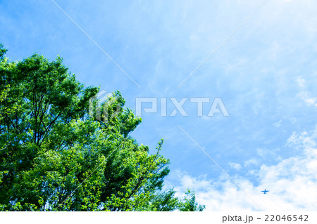 空と新緑　春の空　白い雲と青い空　背景素材　コピースペース　文字スペース　積雲　巻積雲　イメージ 22046542