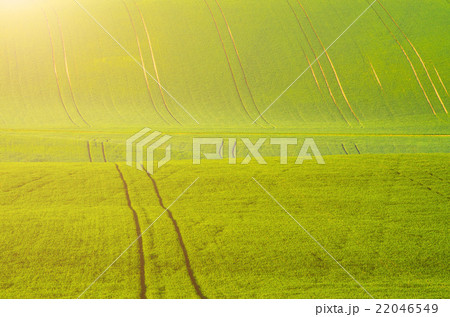 Green grass field background 22046549