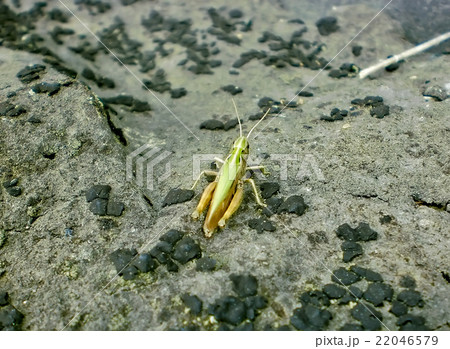 Grasshopper Grasshopper 22046579