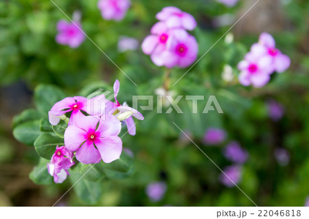 Vinca, violet flower Vinca, violet flower 22046818