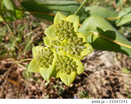 トウダイグサ(花)・その1 トウダイグサ(花)・その1 22047241
