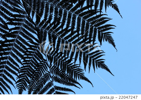 Detail of a fern tree in New Zealand 22047247