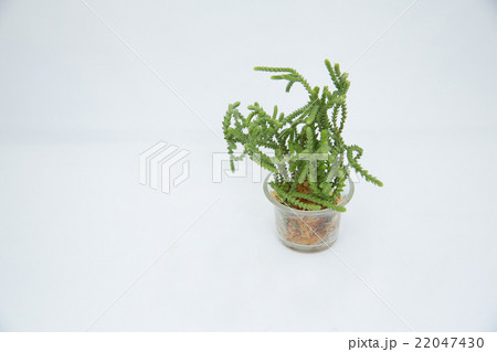 多肉植物 Fleshy Plant 若緑 の写真素材