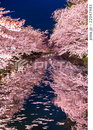 弘前公園の桜 外堀の写真素材 2474