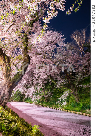 弘前公園の桜 外堀 花筏 弘前公園の桜 外堀 花筏 22047582