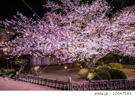 弘前公園 日本最古のソメイヨシノ の写真素材 2475