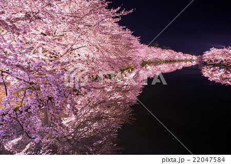 弘前公園の桜 西堀 弘前公園の桜 西堀 22047584