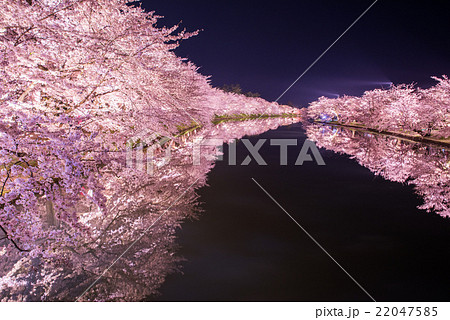 弘前公園の桜　西堀 22047585