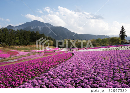 羊山公園　芝桜の丘 22047589