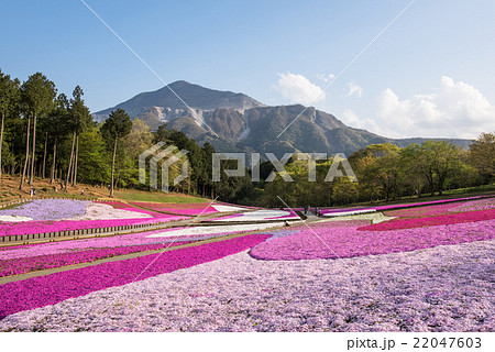 羊山公園　芝桜の丘 22047603