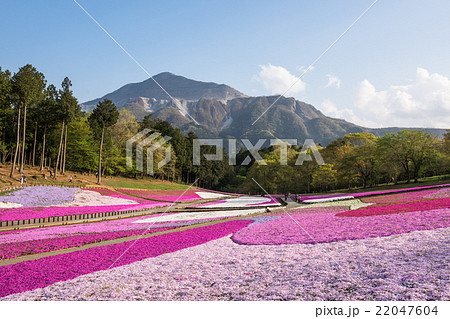 羊山公園　芝桜の丘 22047604