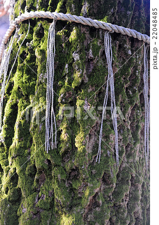 御神木 御神木 22048485