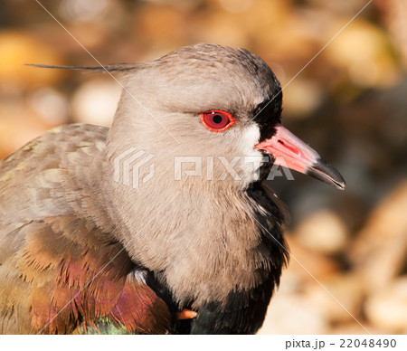 Portrait of Southern lapwing - Vanellus chilensis 22048490