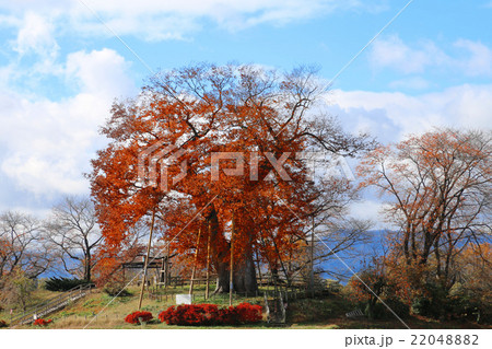 高瀬の大木(ケヤキ) 22048882