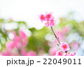沖縄の桜　寒緋桜（カンヒザクラ） 22049011