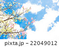 沖縄の桜　寒緋桜（カンヒザクラ） 22049012