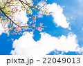 沖縄の桜　寒緋桜（カンヒザクラ） 22049013