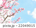 沖縄の桜　寒緋桜（カンヒザクラ） 22049015