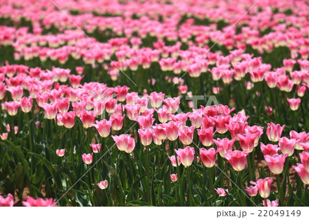 ちゅーりっぷ畑977 ちゅーりっぷ畑977 22049149