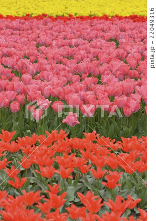 チューリップ畑（安来市伯太） 22049316