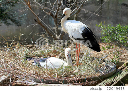 コウノトリの巣 22049453