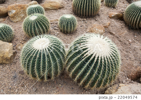 Echinocactus grusonii Echinocactus grusonii 22049574